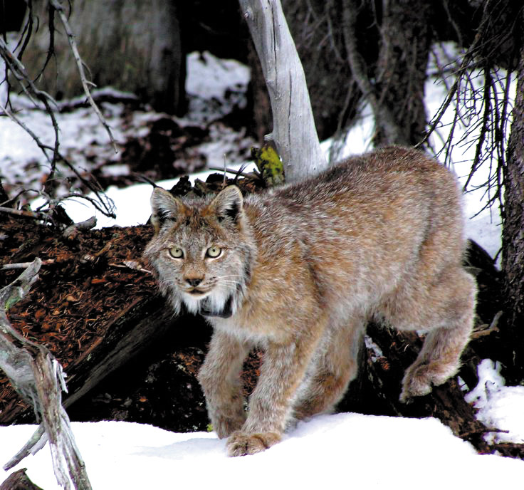 Colorado Central Magazine The monthly magazine for powder hounds