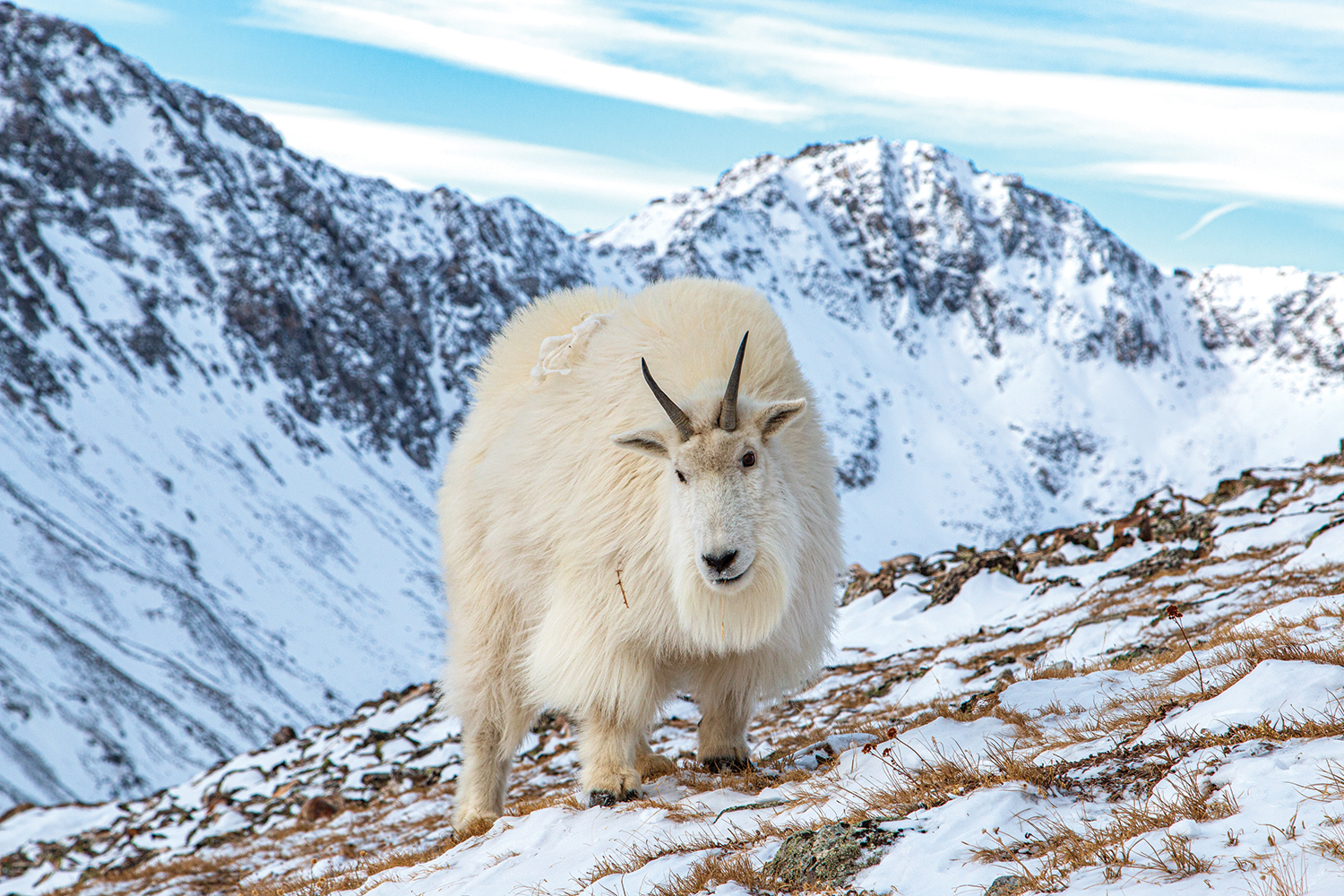 Colorado Central Magazine - The monthly magazine for powder hounds - The Old  Goats
