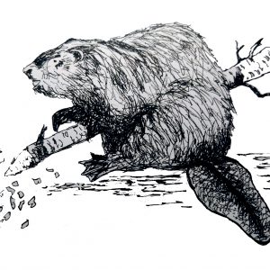 American Beavers