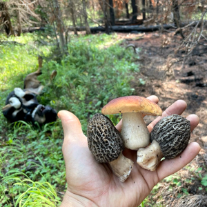 Fascination with Fungi