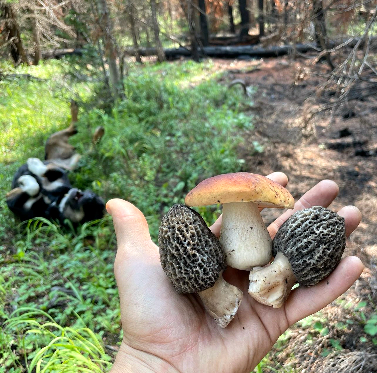 Former QB Jake Plummer's new position as 'Mushroom Man' farmer