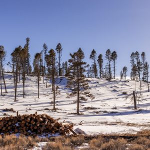 National Forests Under Fire?