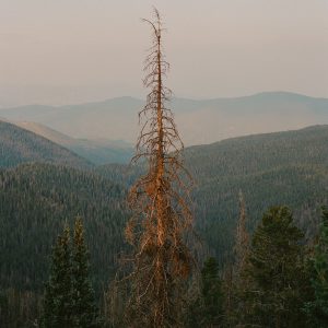 Artists Explore Climate Crisis